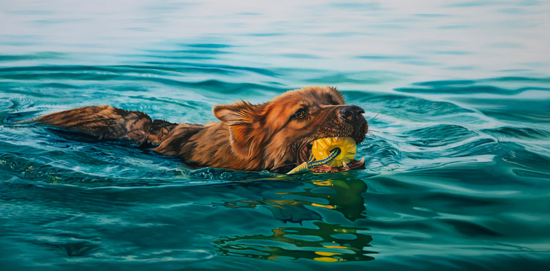 Pet Portrait, dog swimming with toy in mouth
